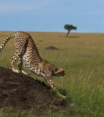 Cheetah stretching, greater mara conservancies safari vacations