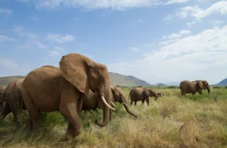 Elephant herd, Samburu national reserve safaris, Kenya
