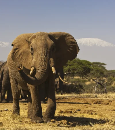 elephant herd, Amboseli and the Chyulu Hills, Kenya