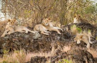 lion safaris, amboseli national park, kenya vacations