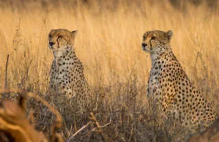 cheetah in the Chyulu hills, kenya safaris