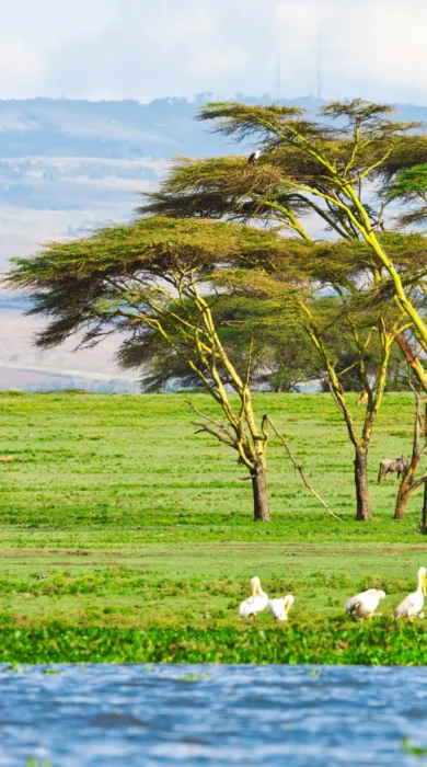 Lake Naivasha national park wildlife, Kenya safaris
