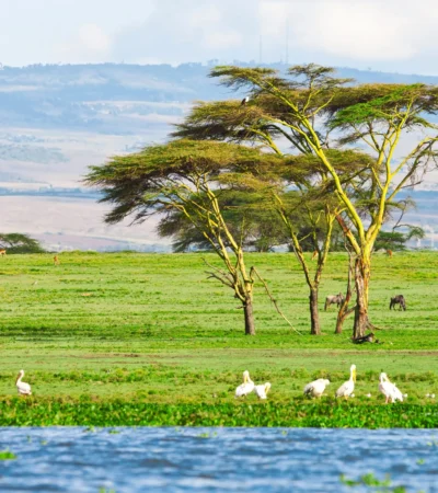Lake Naivasha national park wildlife, Kenya safaris