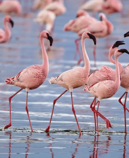 flamingo flock, Lake Nakuru, Kenya safaris
