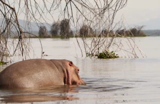 Hippo safaris, Lake Naivasha national park, Kenya