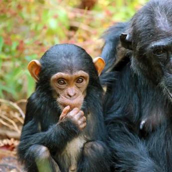 KungweChimps9