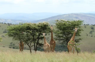 Giraffe, Akagera national park, Rwanda safaris