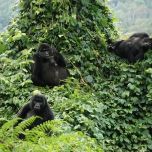 3. March in Uganda mountain gorillas