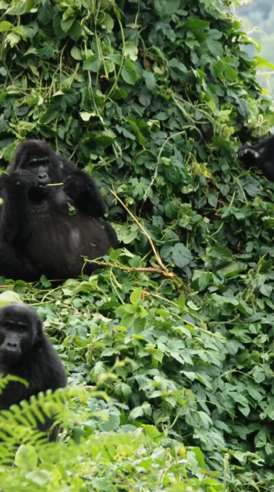 3. March in Uganda mountain gorillas