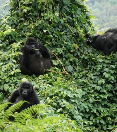 3. March in Uganda mountain gorillas