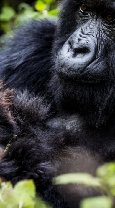 Gorilla, Wilderness Bisate, Volcanoes NP, Rwanda