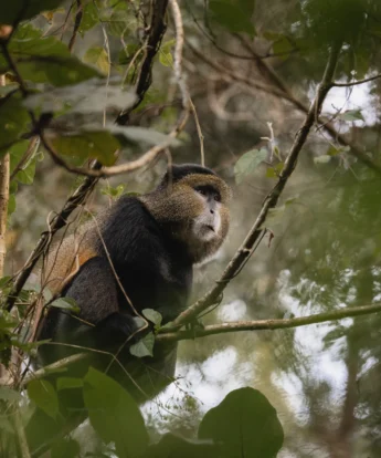 Golden Monkey, Sabyinyo, Volcanoes National Park, Rwanda