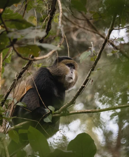 Golden Monkey, Sabyinyo, Volcanoes National Park, Rwanda