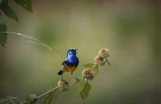 Birdlife, Sabyinyo, Volcanoes National Park, Rwanda