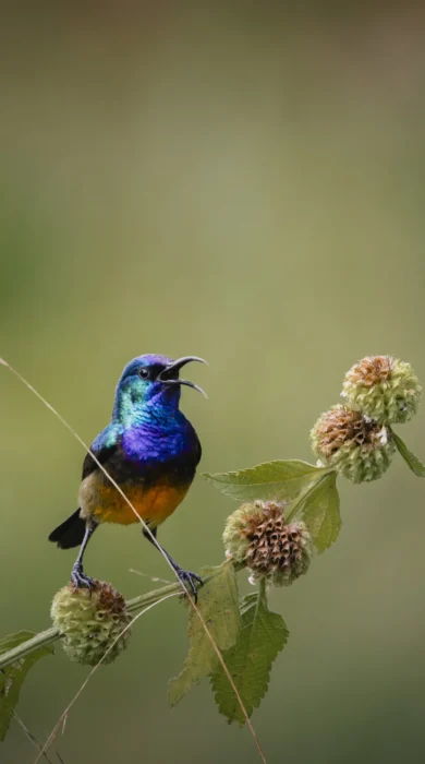 Birdlife, Sabyinyo, Volcanoes National Park, Rwanda