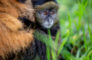 baby golden monkey kataza house kwitonda rwanda yellow zebra safaris