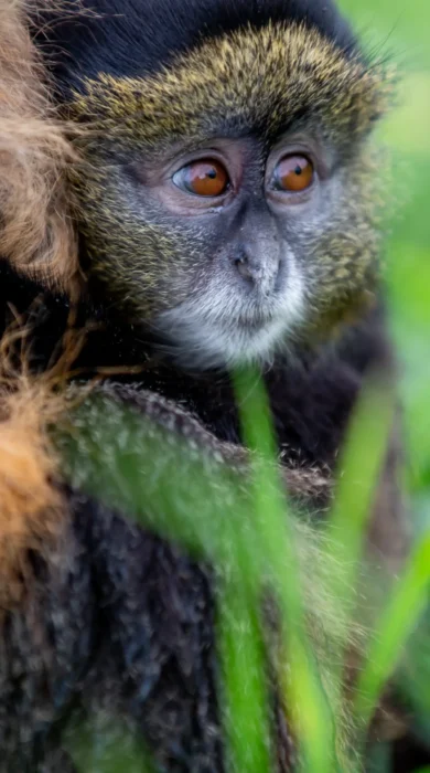 baby golden monkey kataza house kwitonda rwanda yellow zebra safaris
