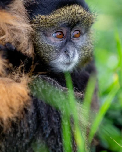 baby golden monkey kataza house kwitonda rwanda yellow zebra safaris