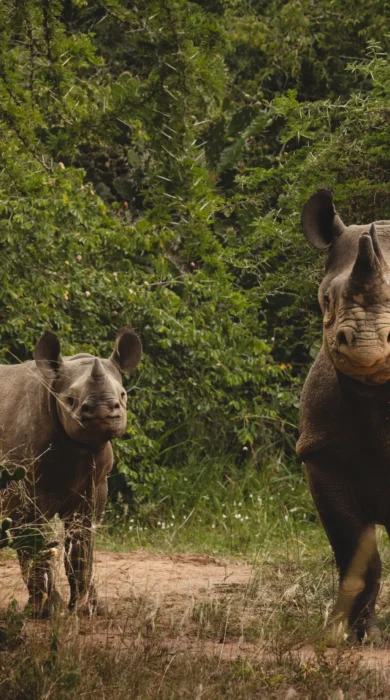 Rhino, Magashi, Akagera National Park, Rwanda