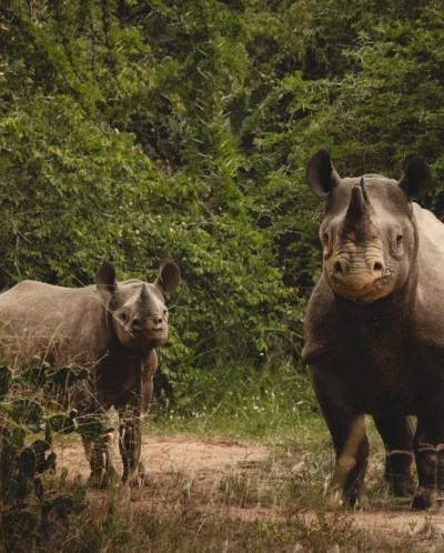 Rhino, Magashi, Akagera National Park, Rwanda