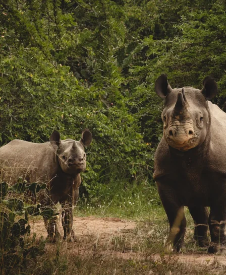 Rhino, Magashi, Akagera National Park, Rwanda