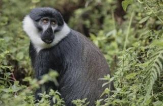 singita kataza house rwanda monkey yellow zebra safaris