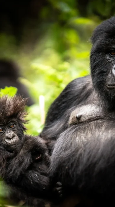 Gorilla, Bisate Reserve, Volcanoes National Park, Rwanda