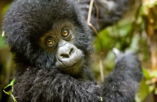 baby gorilla, volcanoes national park, Rwanda safaris