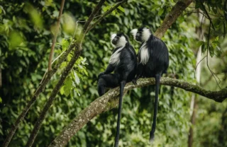 colobus monkey, nyungwe forest national park, rwanda