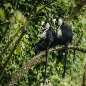 colobus monkey, nyungwe forest national park, rwanda