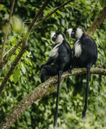 colobus monkey, nyungwe forest national park, rwanda