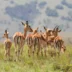 A group of impala graze in the grass, Akagera National Park, Rwanda - Yellow Zebra Safari