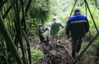 gorilla trekking, volcanoes national park, rwanda safaris