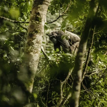 chimpanzee in nyungwe forest national park, rwanda safaris
