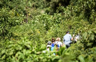 gorilla trekking, bwindi impenetrable national park, uganda safaris