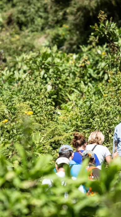 gorilla trekking, bwindi impenetrable national park, uganda safaris