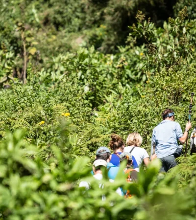 gorilla trekking, bwindi impenetrable national park, uganda safaris