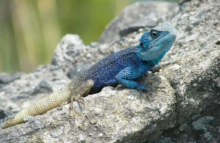 reptile, kibale national park, uganda safaris