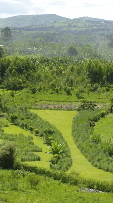 view of kibale national park, uganda safari holidays