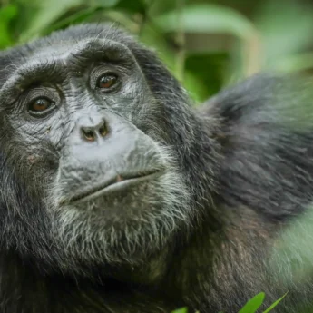 gorilla safaris, queen elizabeth national park, uganda