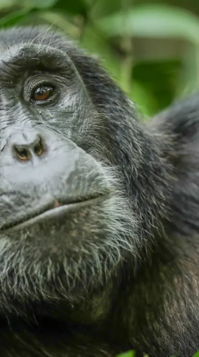 gorilla safaris, queen elizabeth national park, uganda