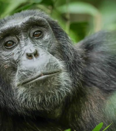 gorilla safaris, queen elizabeth national park, uganda