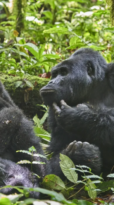 gorilla, nkuringo bwindi gorilla lodge, bwindi impenetrable national park, uganda