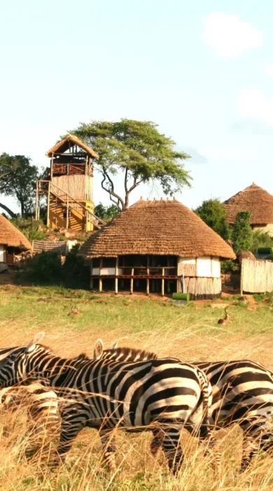 thatched huts, kidepo valley national park, uganda safaris
