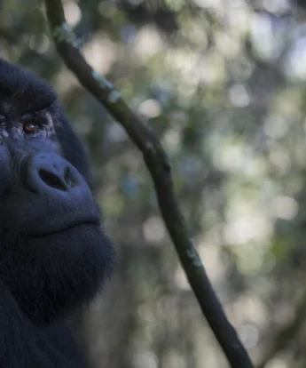 Gorilla, Bwindi Lodge, Queen Elizabeth Np, Uganda