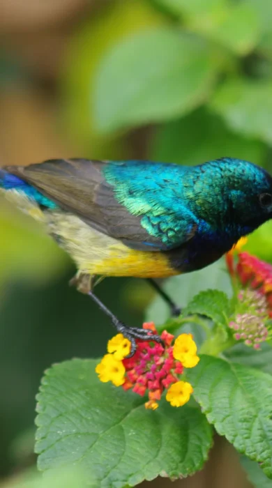 variable,sunbird cinnyris,venusta (4)