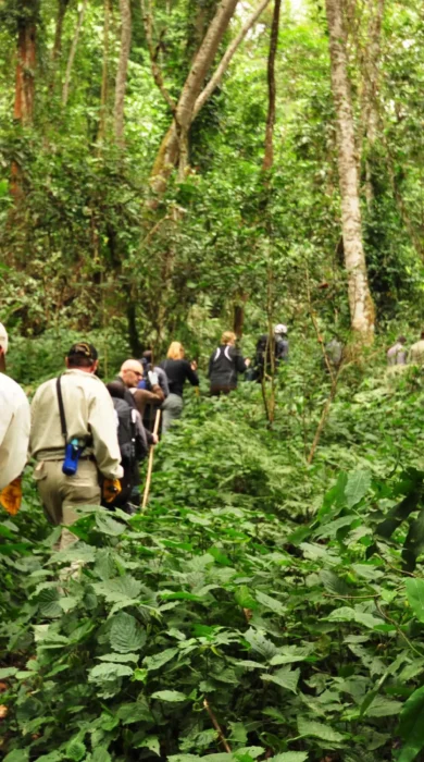 walking safari, bwindi impenetrable national park, uganda safaris