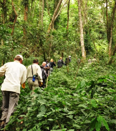 walking safari, bwindi impenetrable national park, uganda safaris