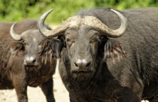 buffalo, queen elizabeth national park, uganda safaris