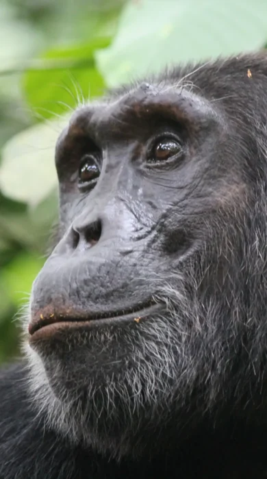 gorilla safaris in kibale national park, uganda